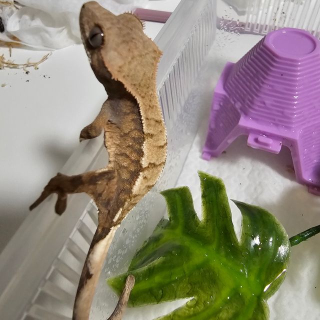 세이블