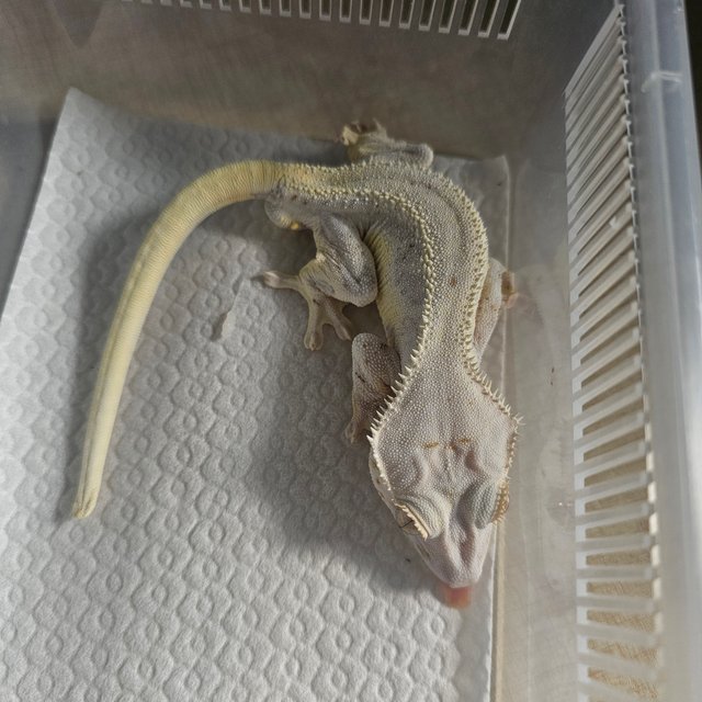 릴리화이트 화이트