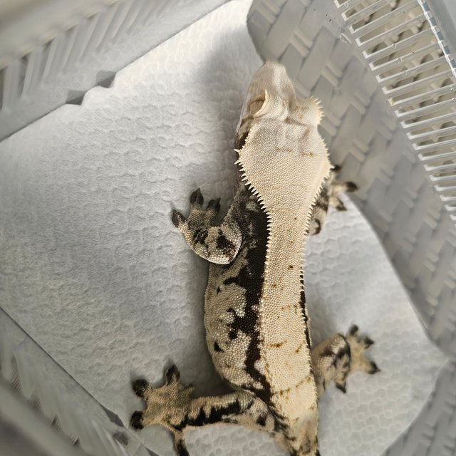 노멀 블랙 화이트