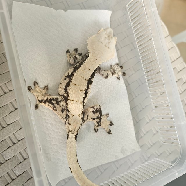 노멀 블랙 화이트