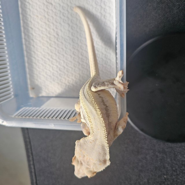 릴리화이트 100%헷아잔틱 화이트