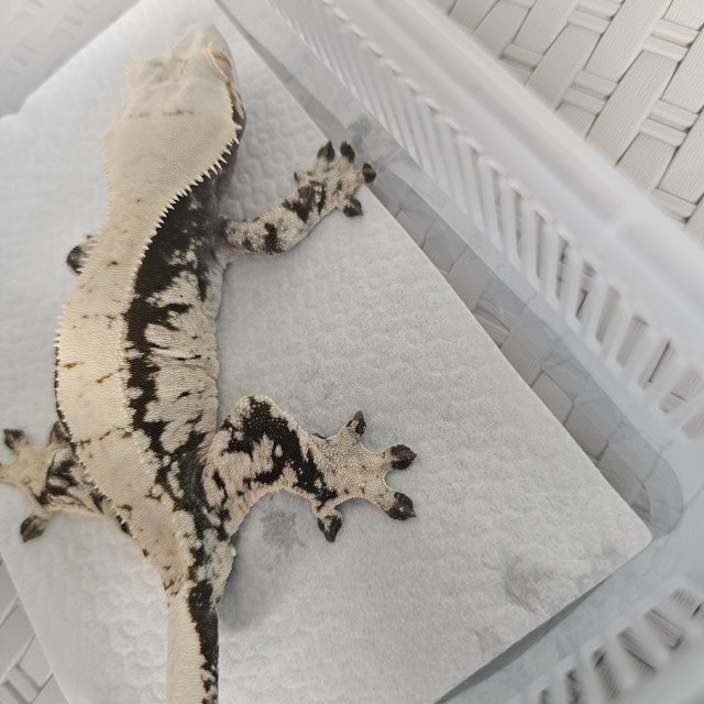 노멀 블랙 화이트