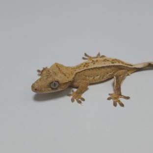 노멀 크림시클 옐로우