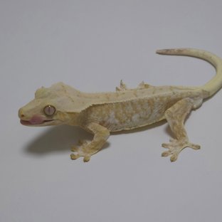 릴리화이트 크림 크림시클 옐로우
