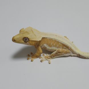 릴리화이트 크림시클 옐로우