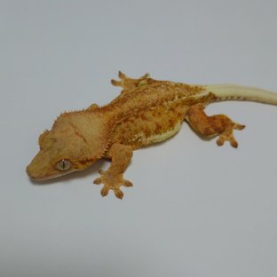 스트로베리 팬텀 릴리화이트 레드