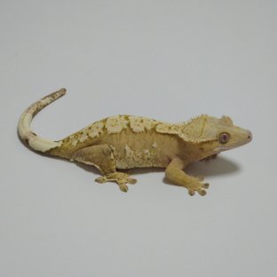 노멀 크림시클 옐로우