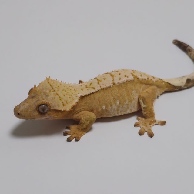 노멀 크림 옐로우 크림시클