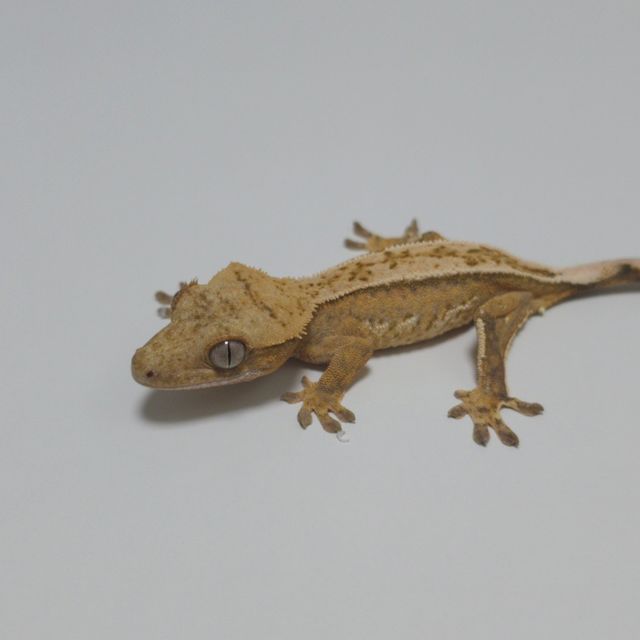 노멀 크림시클 옐로우