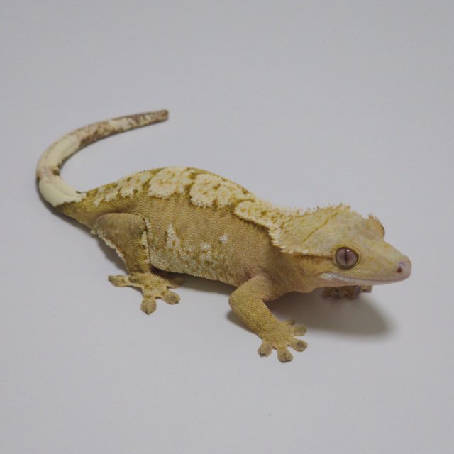 노멀 크림시클 옐로우