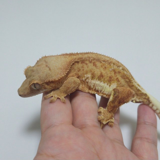 스트로베리 팬텀 릴리화이트 레드