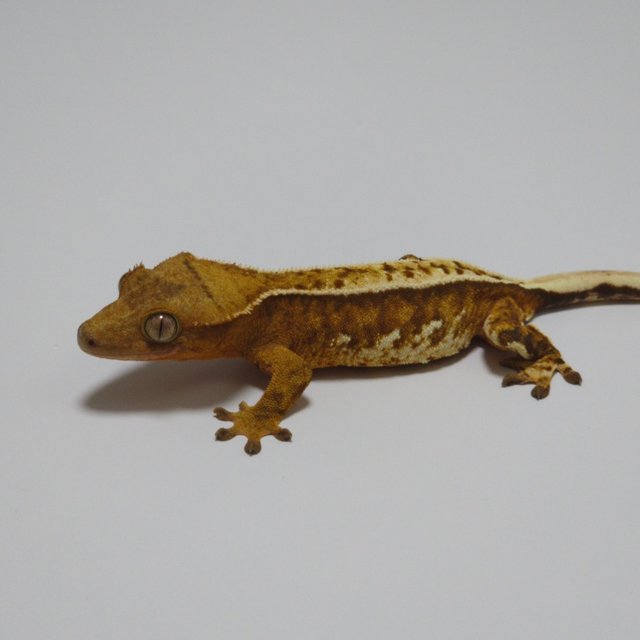 노멀 크림시클 옐로우