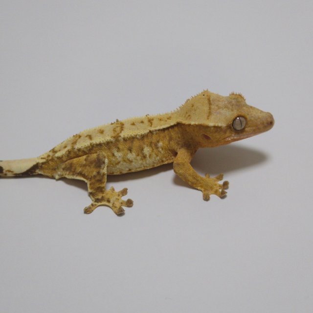 노멀 크림시클 옐로우 드리피