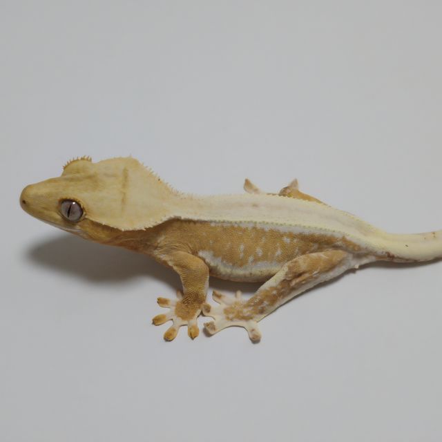 릴리화이트 크림시클 옐로우