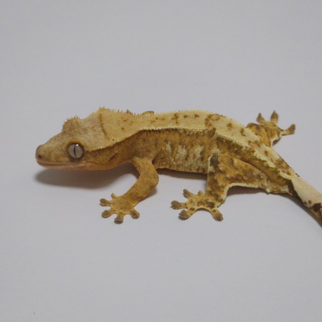 노멀 크림시클 옐로우 드리피