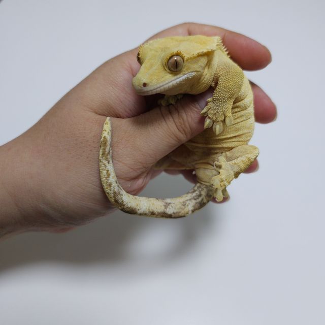 크림시클 옐로우 노멀