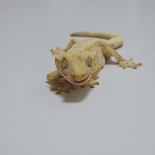 릴리화이트 크림 크림시클 옐로우