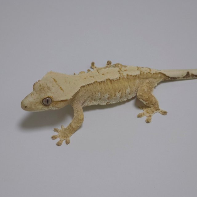 노멀 크림 크림시클