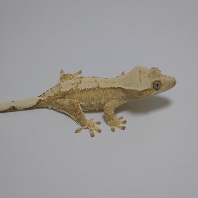 노멀 크림 크림시클