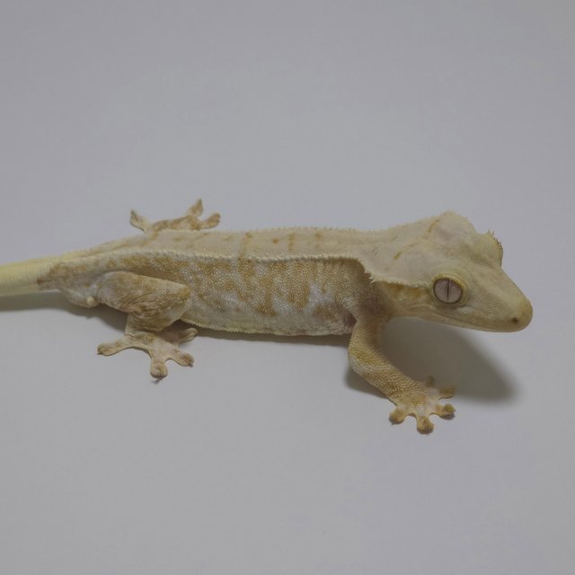 릴리화이트 크림 크림시클 옐로우