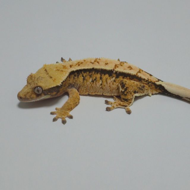 노멀 트라이 익스트림할리퀸