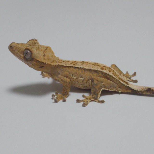 노멀 크림시클 옐로우