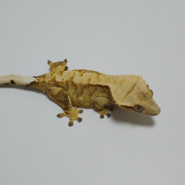 노멀 스트로베리 타이거 옐로우