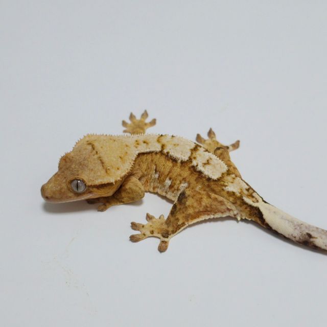 노멀 크림시클 옐로우