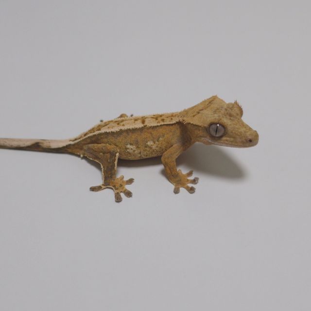 노멀 크림시클 옐로우