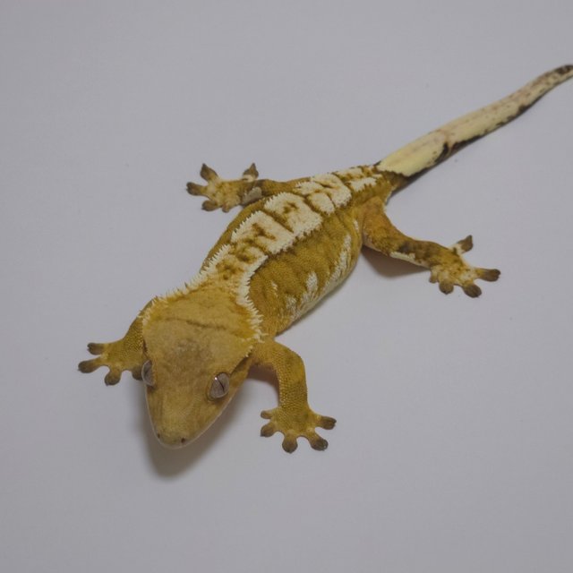 노멀 크림시클 옐로우