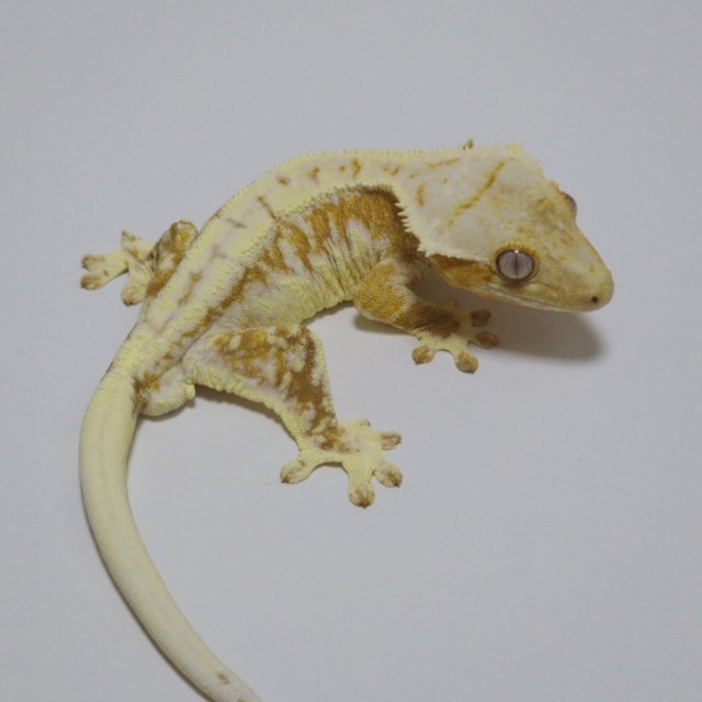 크림시클 릴리화이트 크림 옐로우