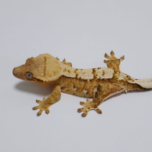 노멀 크림시클 옐로우