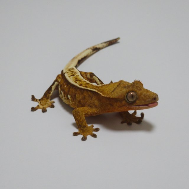 노멀 크림시클 옐로우