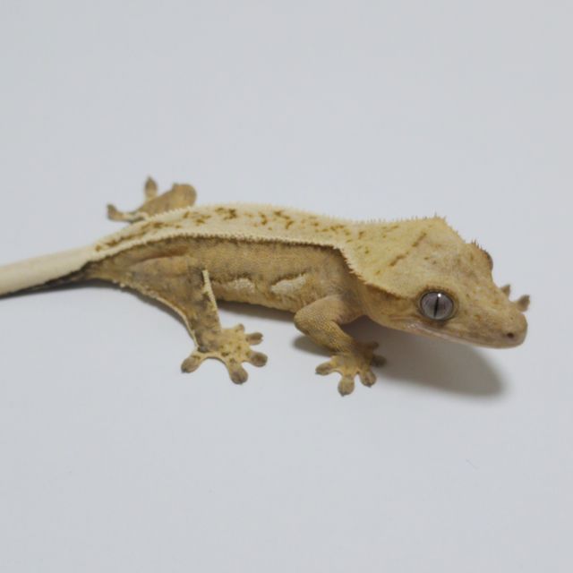 노멀 크림시클 옐로우 풀핀 쿼드