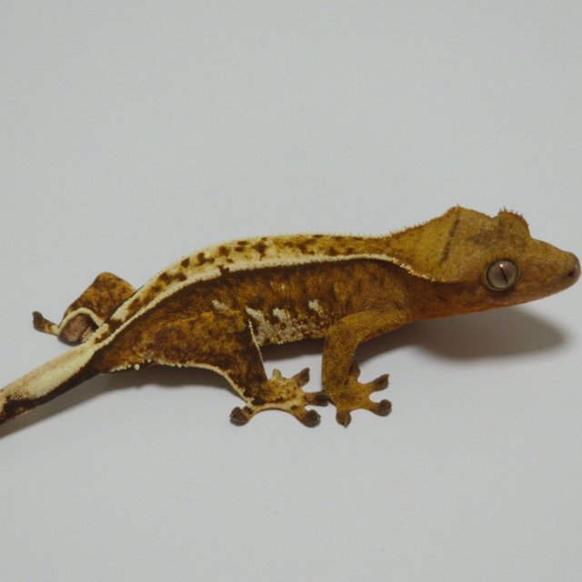 노멀 크림시클 옐로우