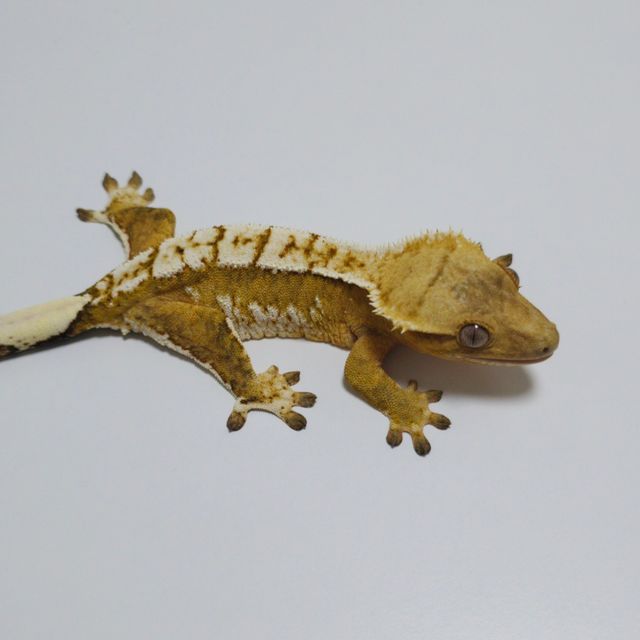 노멀 크림시클 옐로우