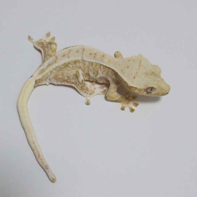 릴리화이트 크림 크림시클 옐로우