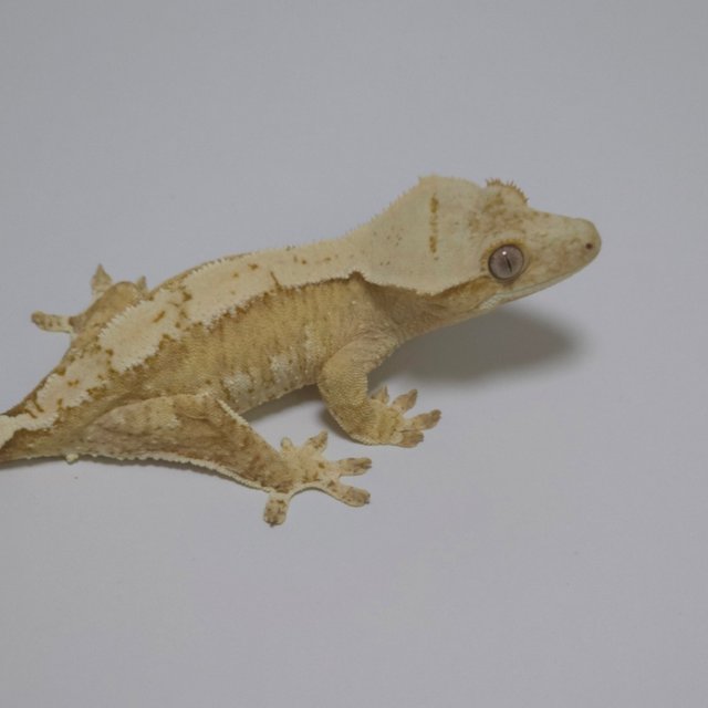 노멀 크림 크림시클