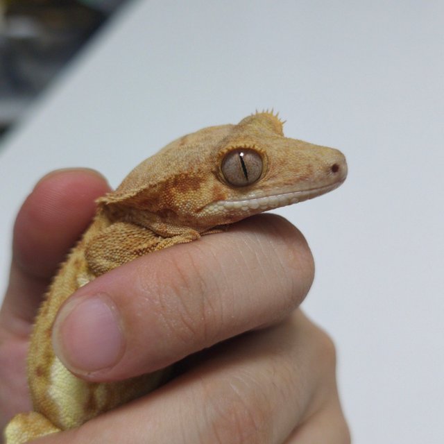 스트로베리 팬텀 릴리화이트 레드