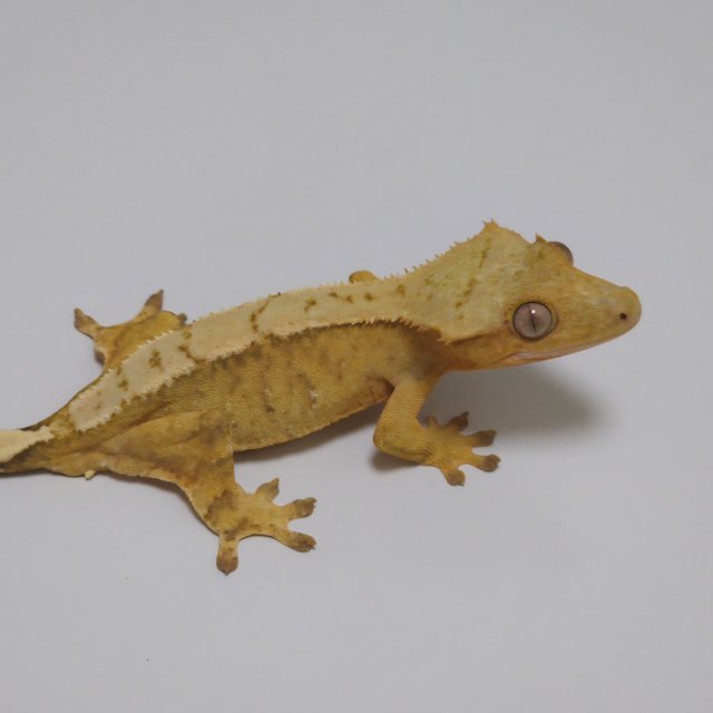 노멀 옐로우 크림