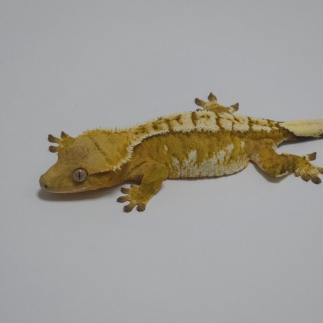 노멀 크림시클 옐로우