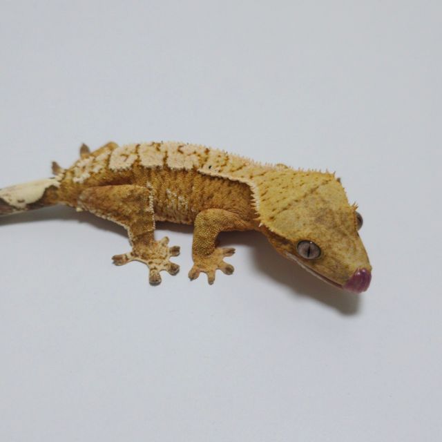 크림시클 옐로우 노멀