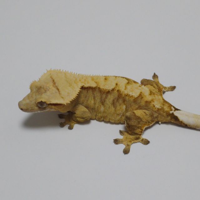 노멀 스트로베리 타이거 옐로우