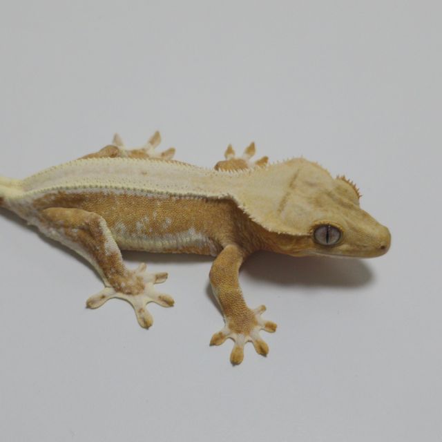 릴리화이트 크림시클 옐로우