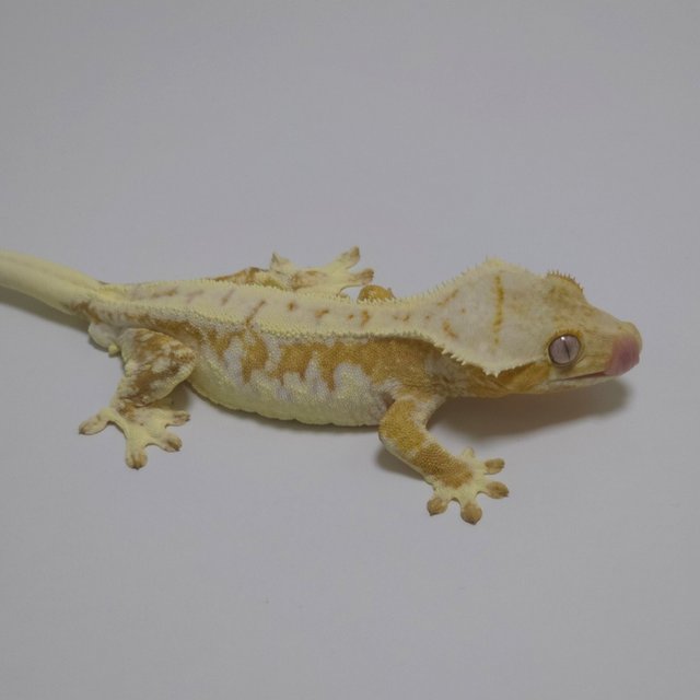 크림시클 릴리화이트 크림 옐로우