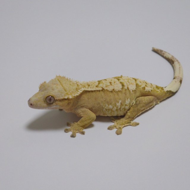 노멀 크림시클 옐로우