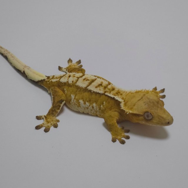 노멀 크림시클 옐로우