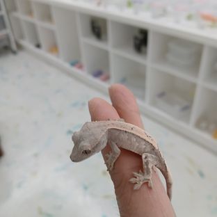세이블
