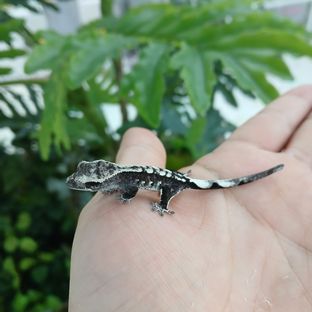 아잔틱