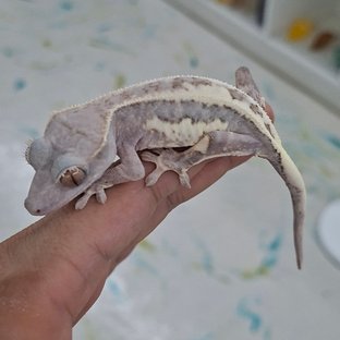 하이포 프라푸치노